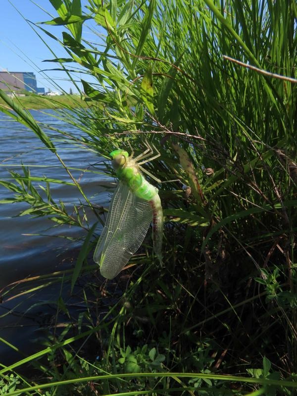 Photo of Common Green Darner