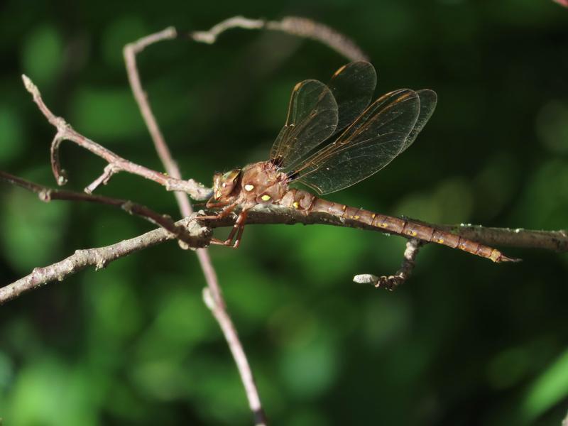 Photo of Fawn Darner