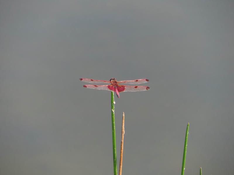 Photo of Calico Pennant