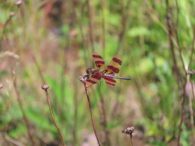 Photo of Halloween Pennant