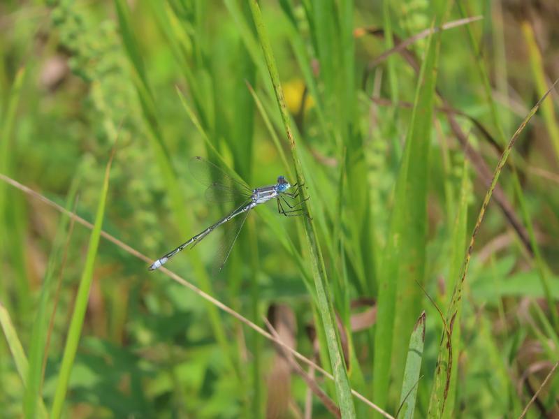 Photo of Lyre-tipped Spreadwing