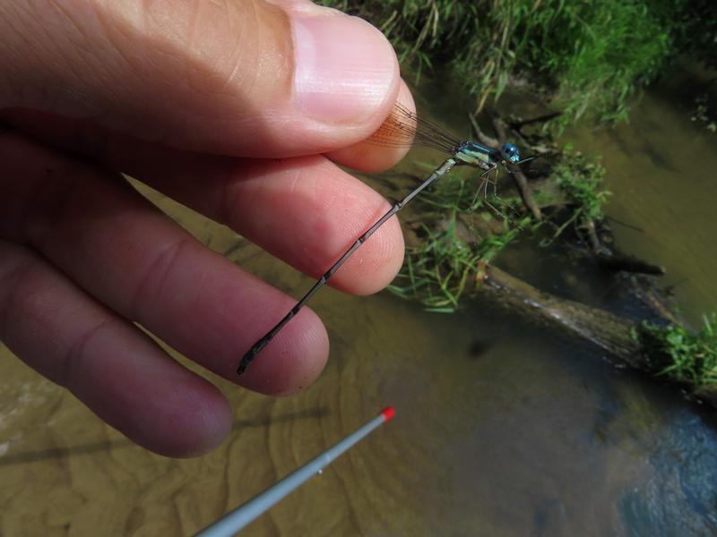 Photo of Slender Spreadwing