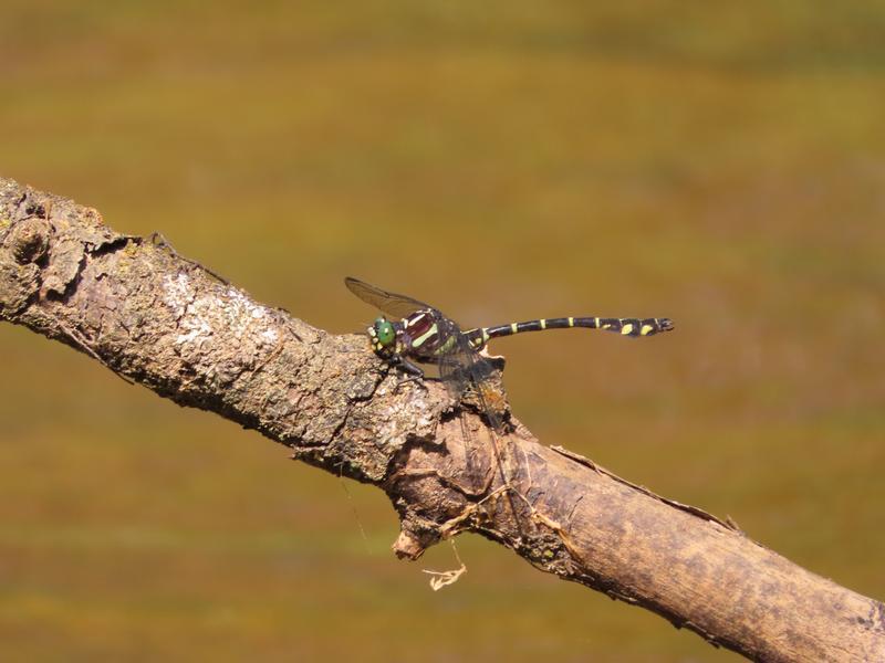 Photo of Zebra Clubtail