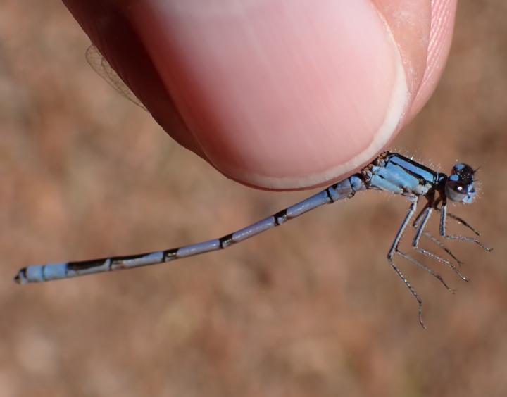 Photo of Boreal Bluet