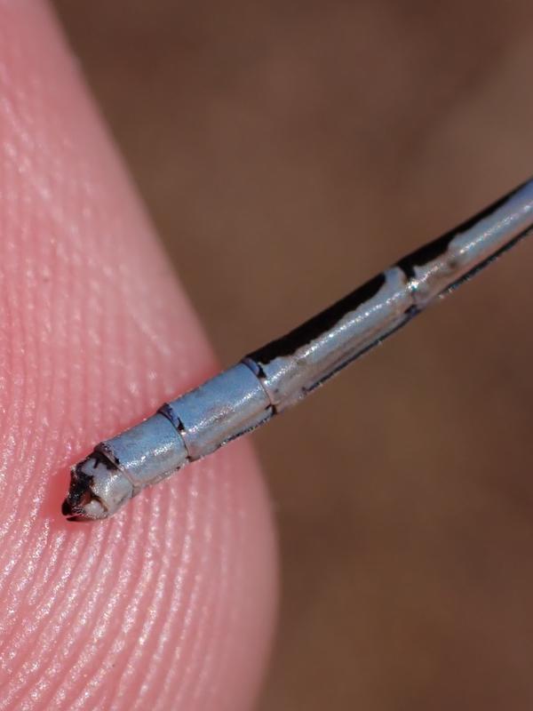 Photo of Boreal Bluet
