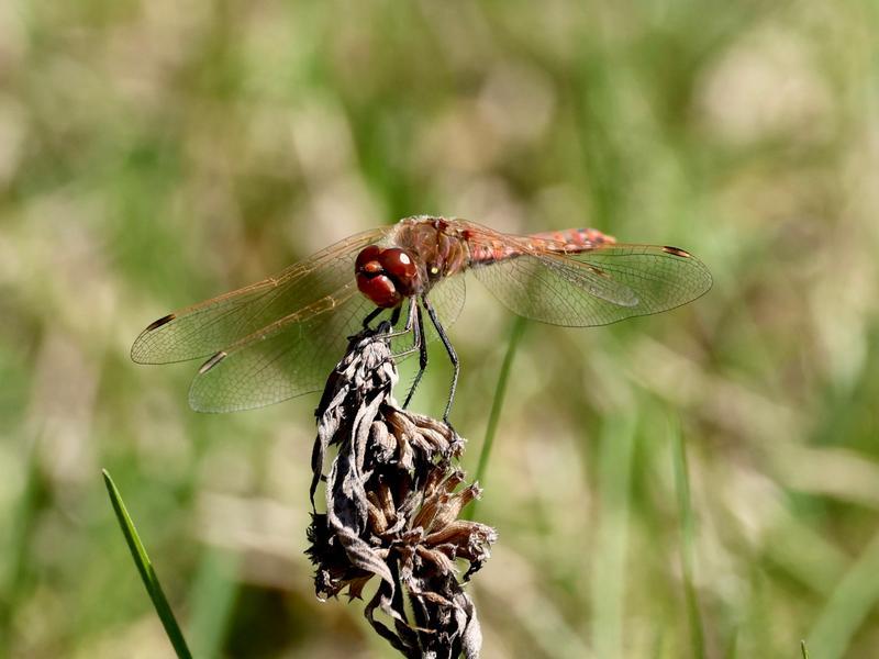 Photo of Variegated Meadowhawk