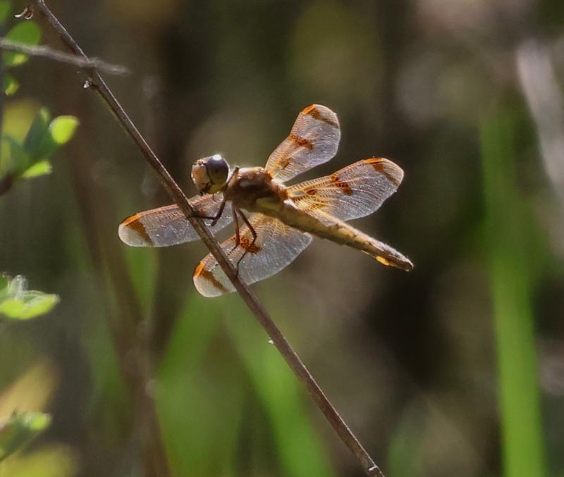 Photo of Painted Skimmer