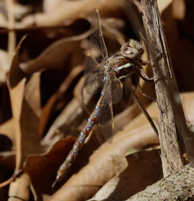 Photo of Springtime Darner