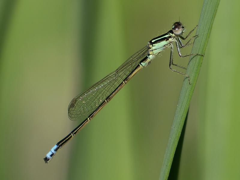Photo of Eastern Forktail