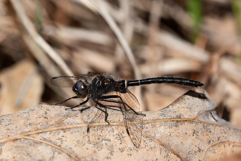 Photo of Ebony Boghaunter