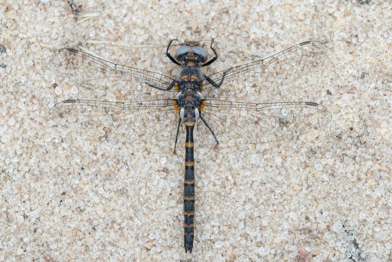 Photo of Ringed Boghaunter