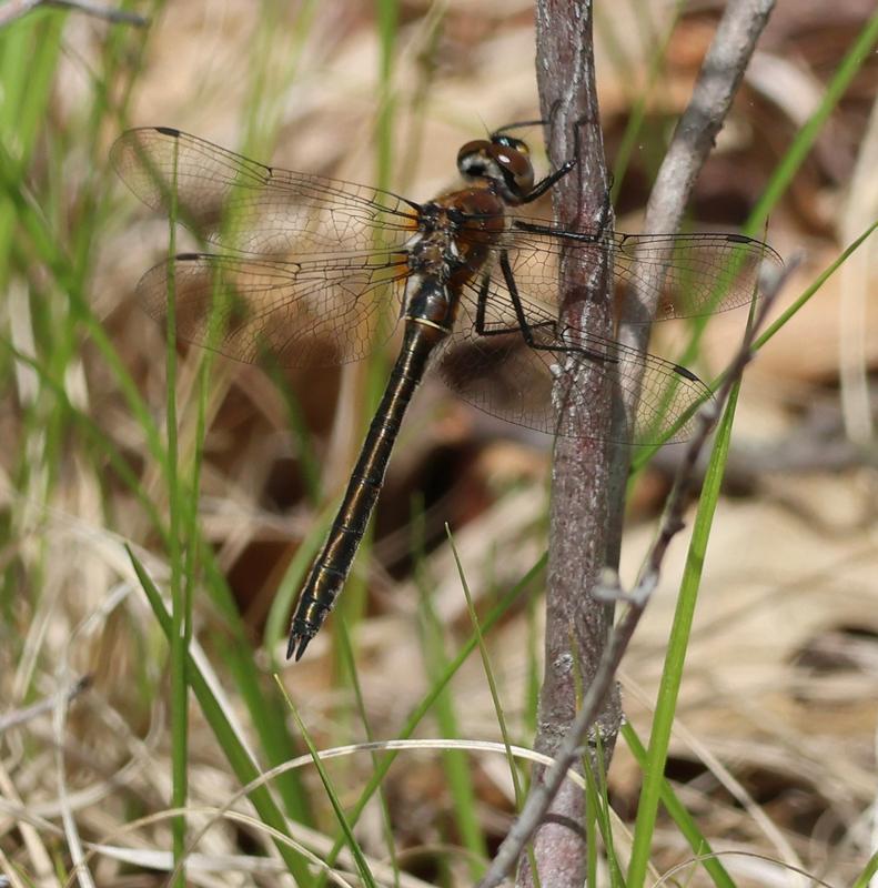 Photo of American Emerald