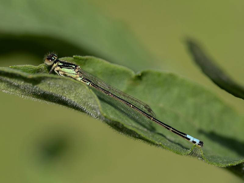 Photo of Eastern Forktail