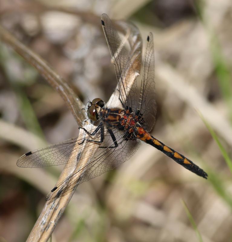 Photo of Hudsonian Whiteface