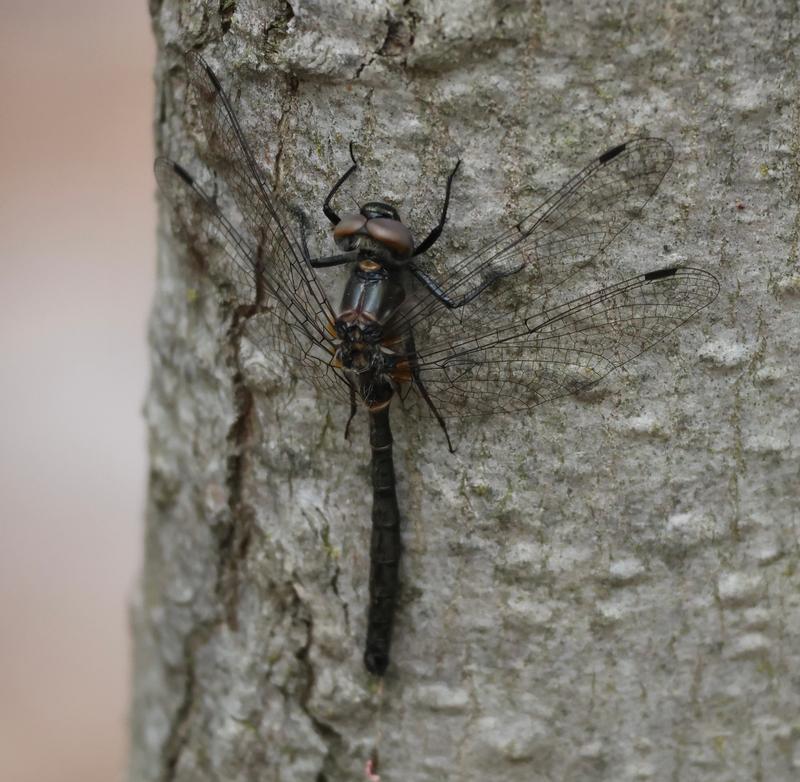 Photo of Ebony Boghaunter