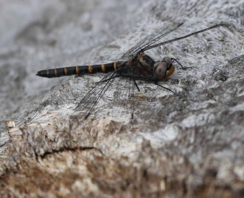 Photo of Ringed Boghaunter