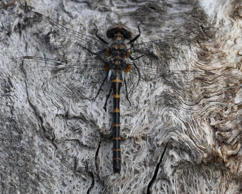 Photo of Ringed Boghaunter