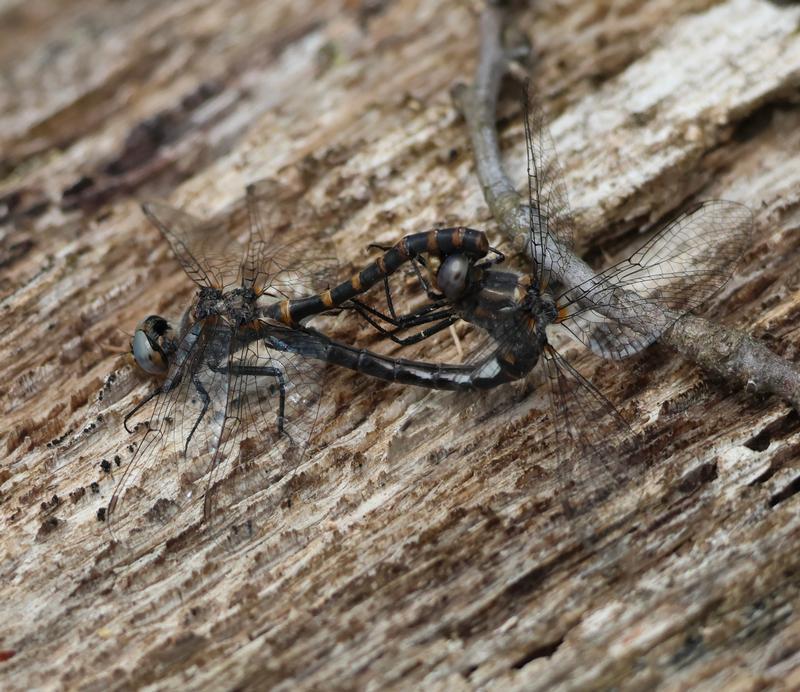 Photo of Ringed Boghaunter