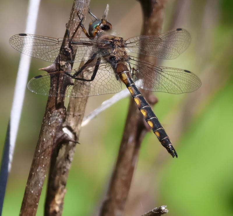 Photo of Beaverpond Baskettail