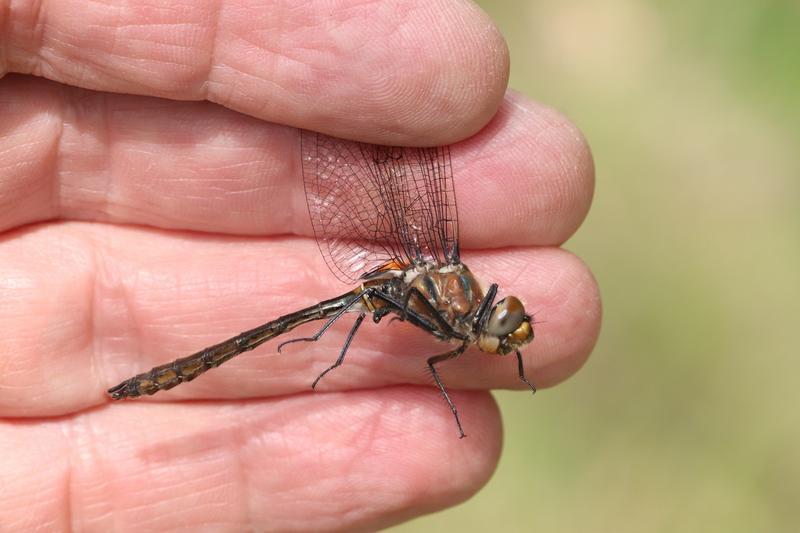 Photo of American Emerald