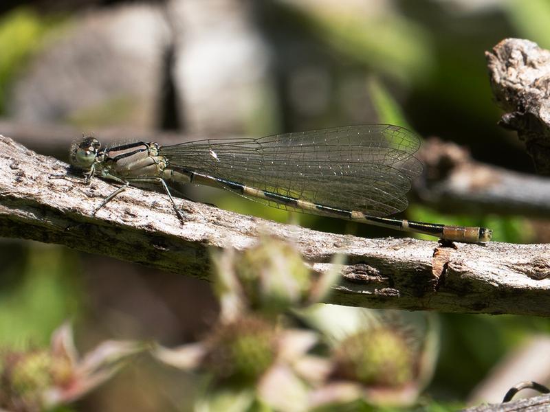 Photo of Tule Bluet