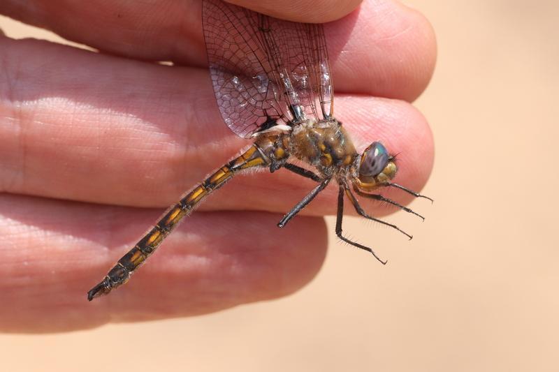 Photo of Beaverpond Baskettail