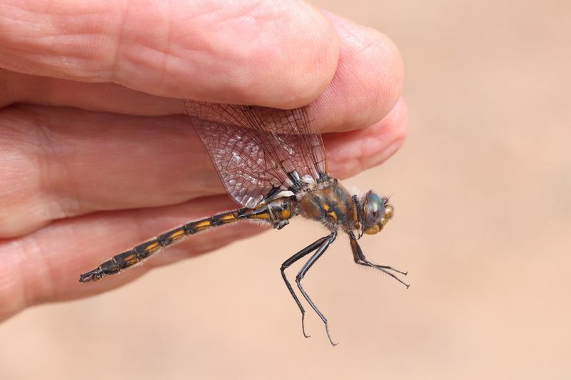 Photo of Beaverpond Baskettail