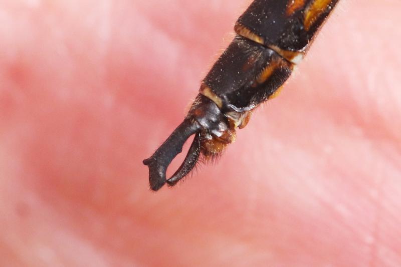 Photo of Beaverpond Baskettail