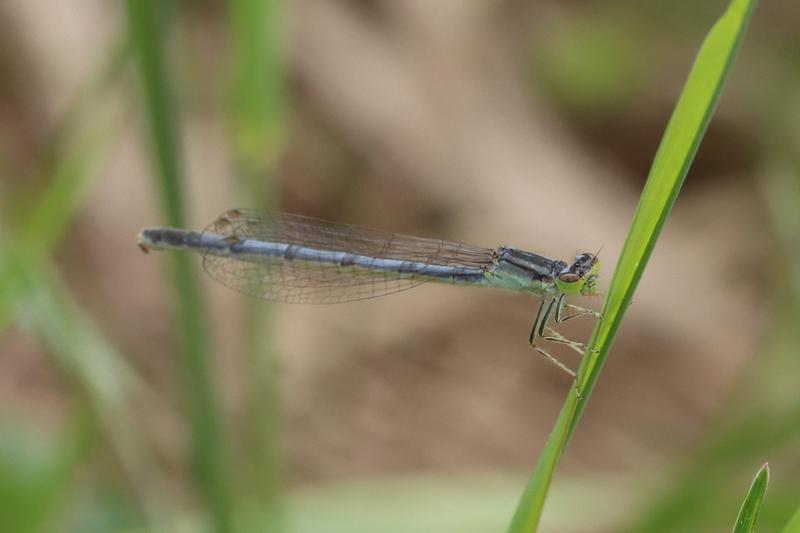 Photo of Eastern Forktail