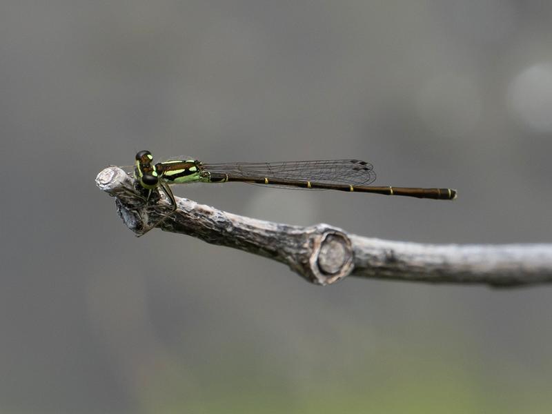 Photo of Fragile Forktail