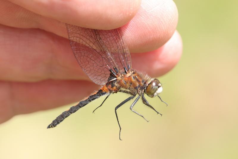 Photo of Hudsonian Whiteface