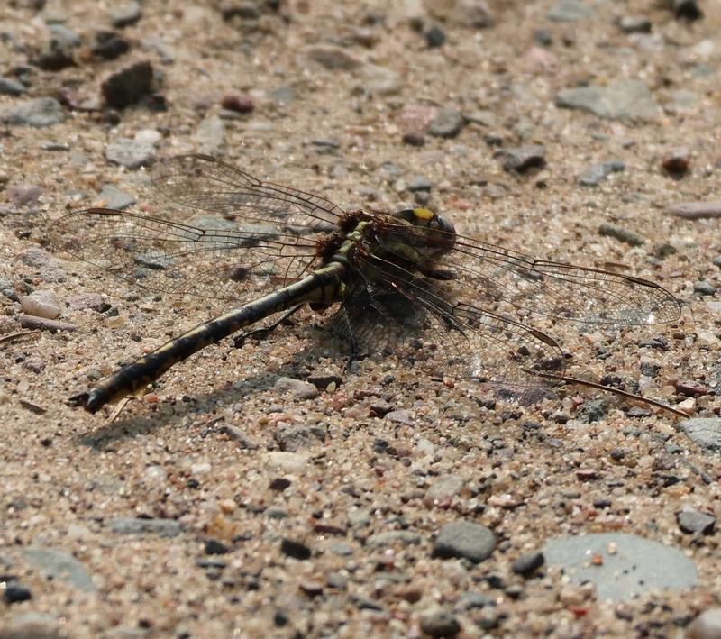 Photo of Dusky Clubtail