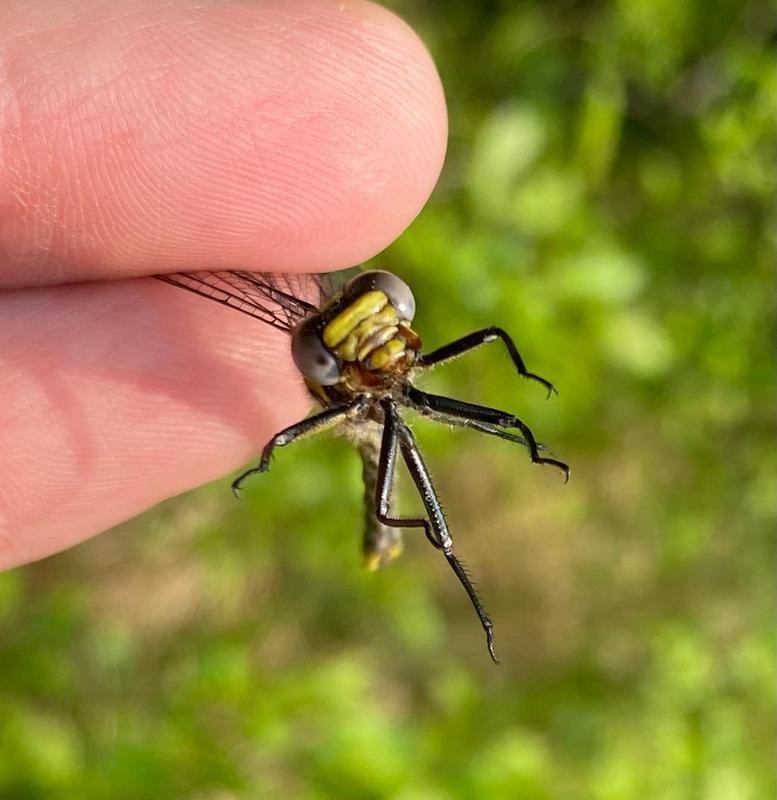 Photo of Rapids Clubtail
