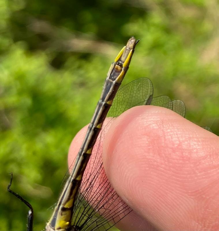 Photo of Rapids Clubtail