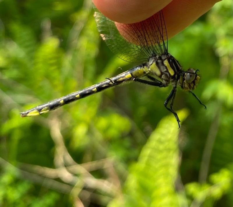 Photo of Rapids Clubtail