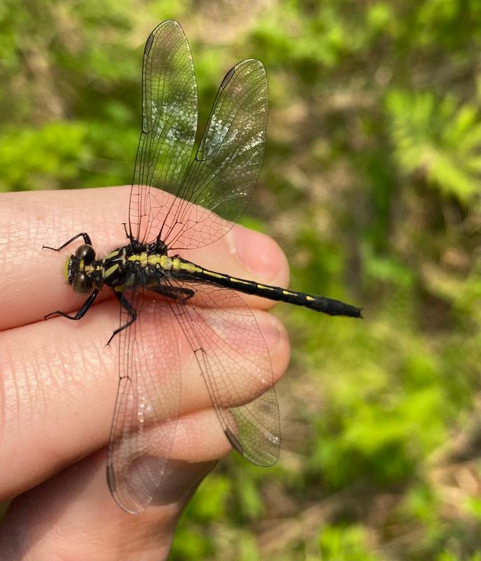 Photo of Rapids Clubtail