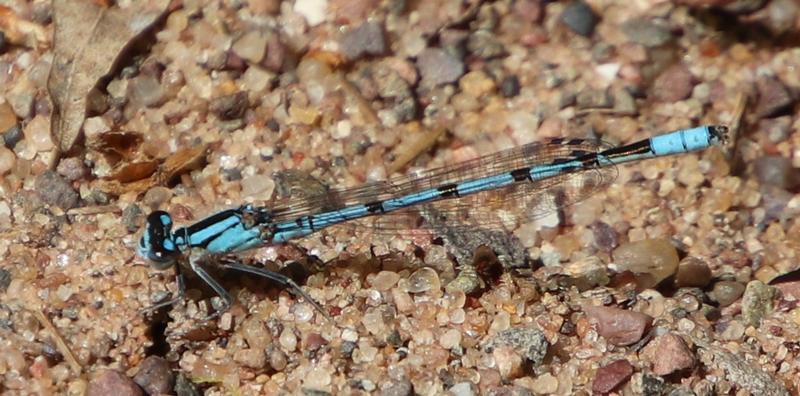 Photo of Boreal Bluet