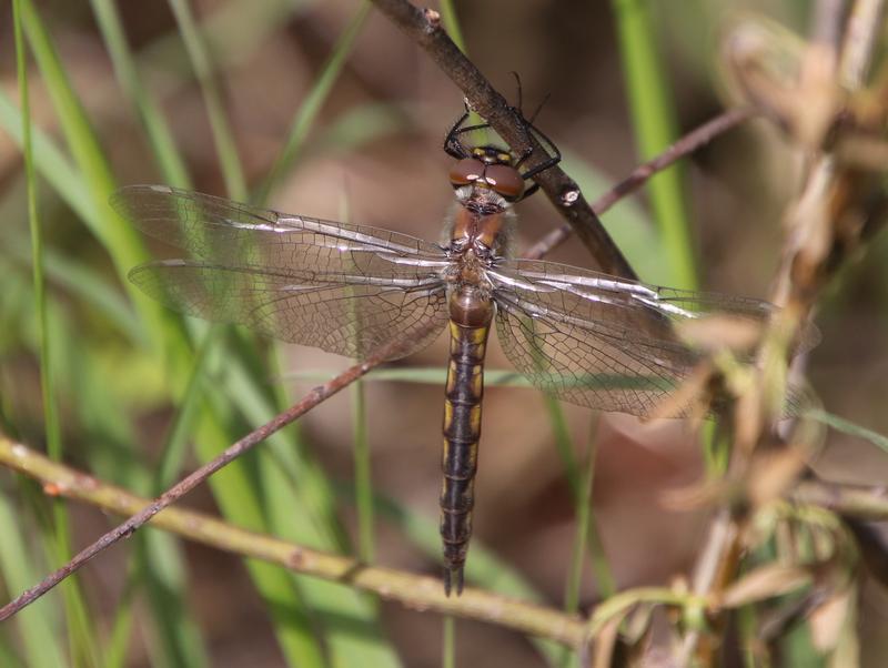 Photo of Beaverpond Baskettail
