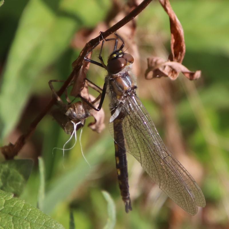 Photo of Beaverpond Baskettail
