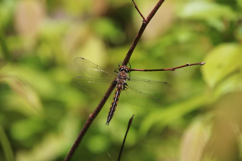 Photo of Beaverpond Baskettail