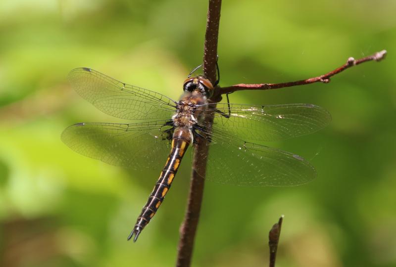 Photo of Beaverpond Baskettail