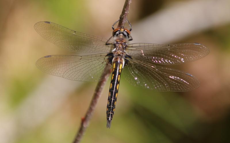 Photo of Beaverpond Baskettail