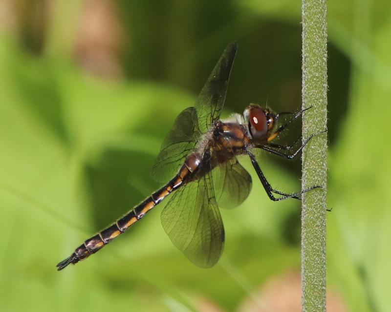 Photo of Beaverpond Baskettail