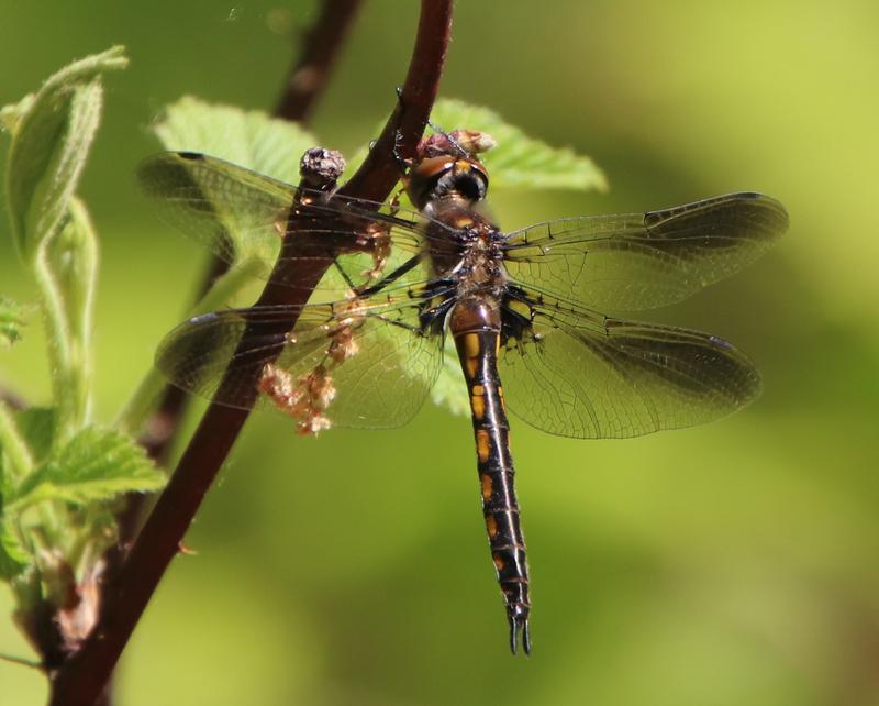 Photo of Beaverpond Baskettail
