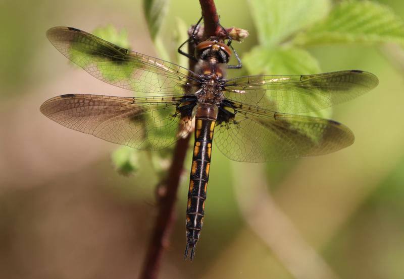 Photo of Beaverpond Baskettail