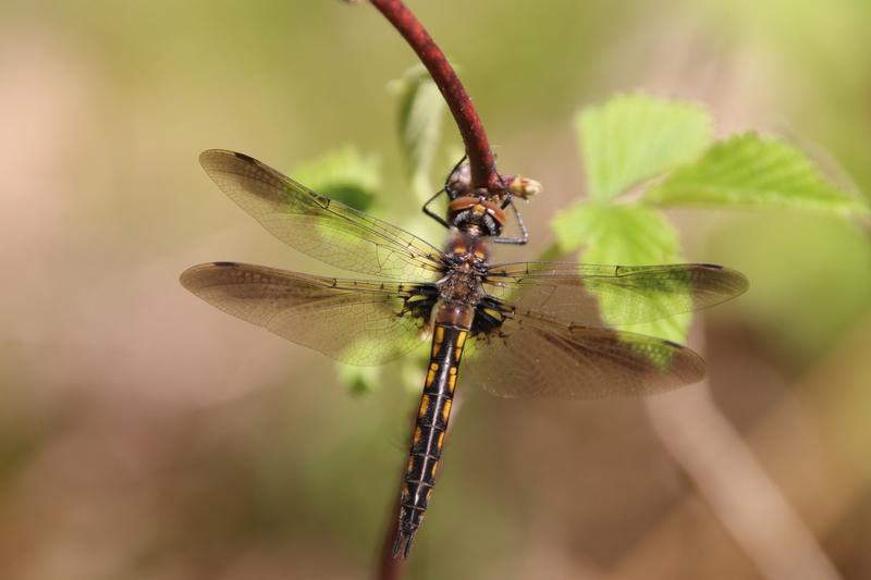 Photo of Beaverpond Baskettail