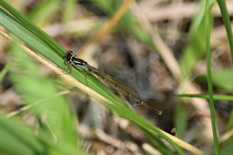 Photo of Fragile Forktail