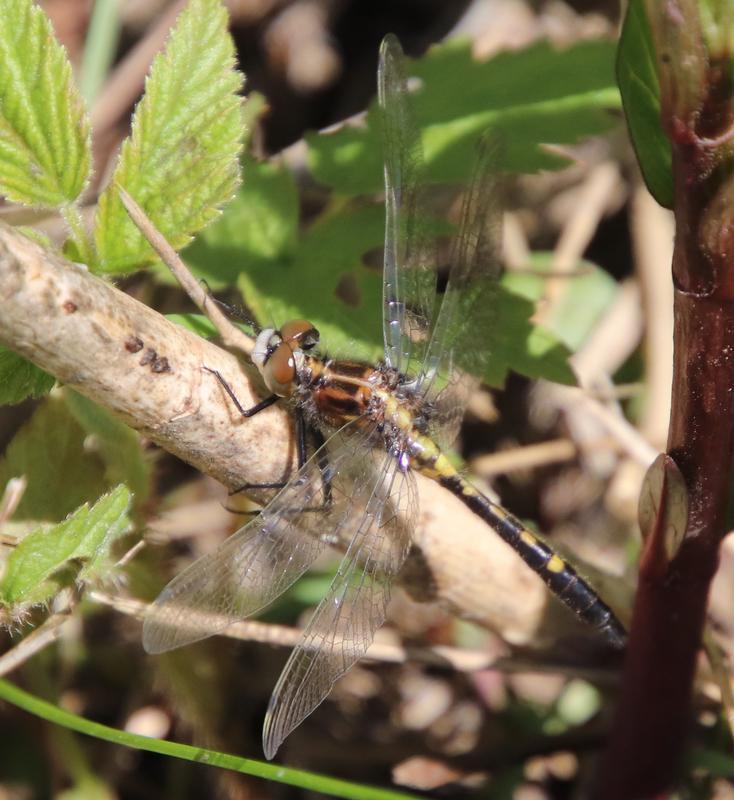 Photo of Dot-tailed Whiteface