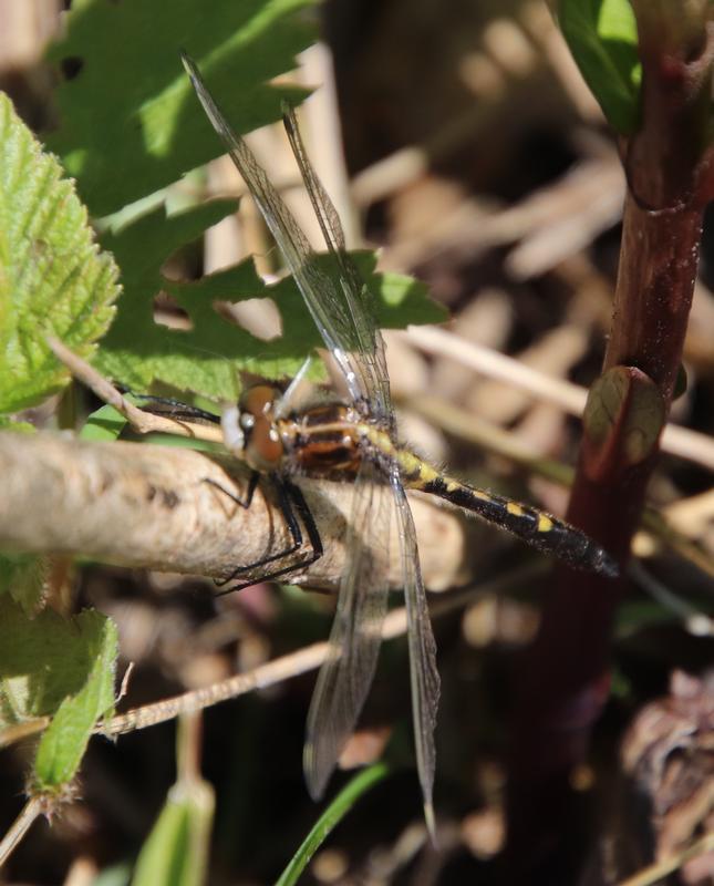 Photo of Dot-tailed Whiteface