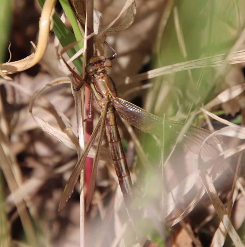 Photo of Dusky Clubtail